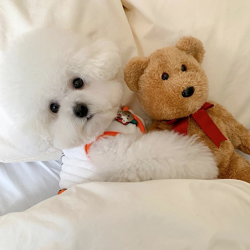 小さな犬のウサギのパターンのベスト,柔らかな肌触りの服,オー - Winter Clothing Patterns のレビューと価格